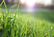 grass field
